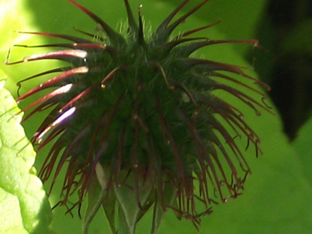 Not sure what this flower [or remains of one] is - I found out it's a Geum Urbanum