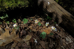 Bloodroot Flowers