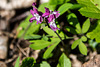 20160501 1357RVAw [D~SHG] Waldveilchen (Viola odorata), Paschenburg/Pagenburg, Rinteln, Schaumburg