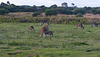 roos with big babies