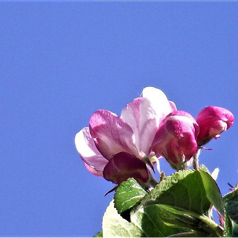 The blossom against the blue sky is gorgeous