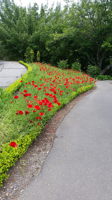 Nov 11 poppies