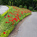 Nov 11 poppies