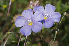 Linum perenne, Linaceae, Alpes FR