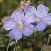 Linum perenne, Linaceae, Alpes FR