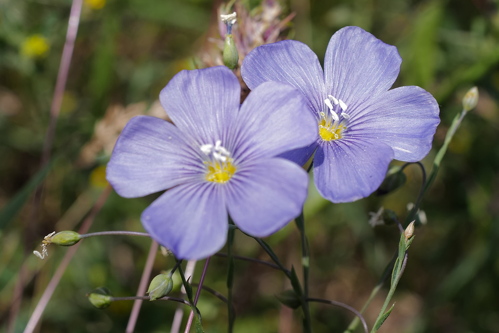 Linum perenne, Linaceae L1000516