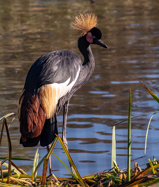 East African crowned crane2