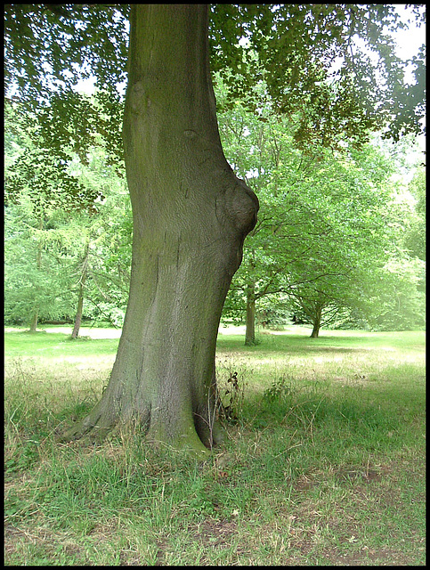 tree in the park