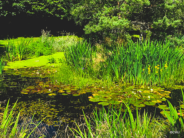 Waterlilies in bloom on the pond