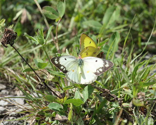 coliade du trèfle femelle / clouded sulphur female coliade du trèfle femelle / clouded sulphur female