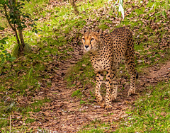 Cheetah