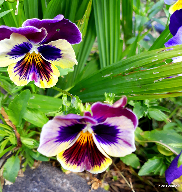 Pansy Pair