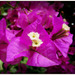 Bougainvillier .............Bonne journée !