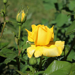 Rose jaune - Roseraie du jardin Lecoq