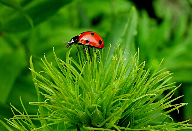 ladybug