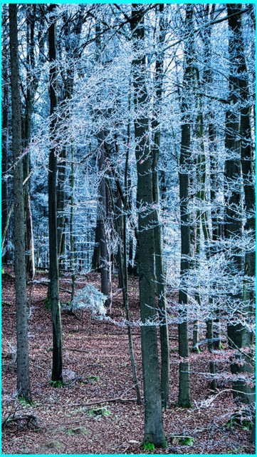 Winterwald