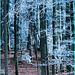 Winterwald