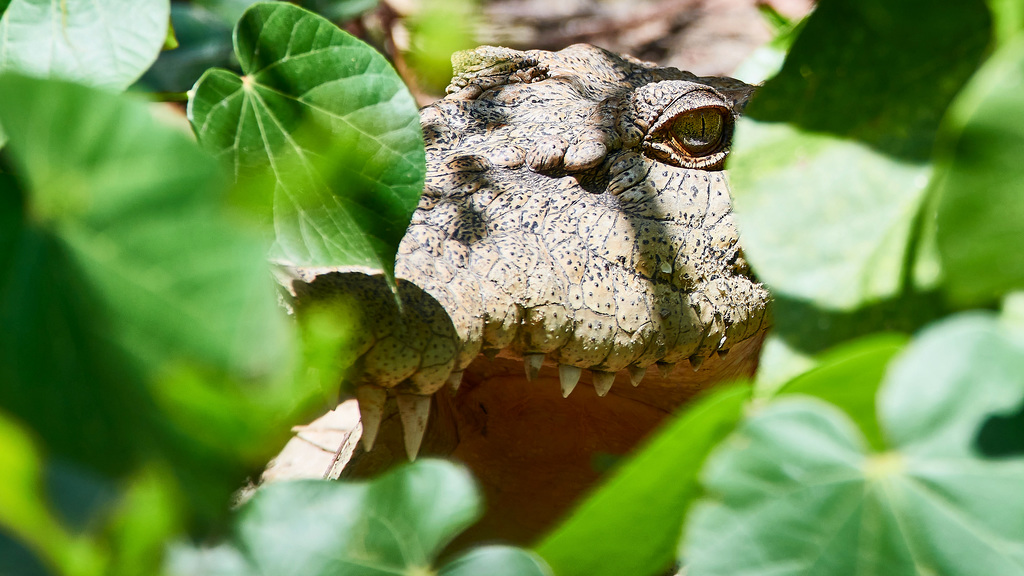 Crocodile Safari