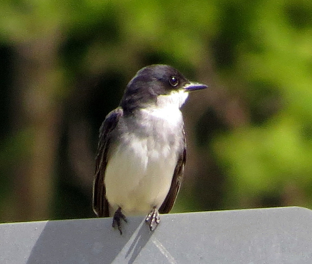 Eastern Kingbird (Tyrannus tyrannus)