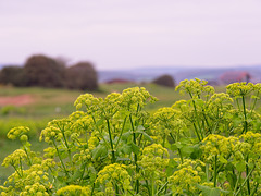 Wild Parsley