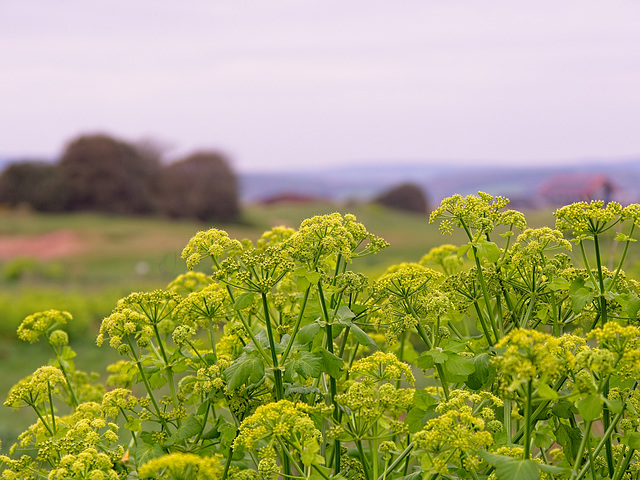 Wild Parsley Wild Parsley