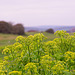 Wild Parsley