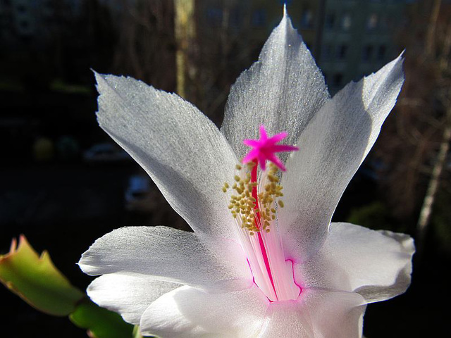 Schlumbergera