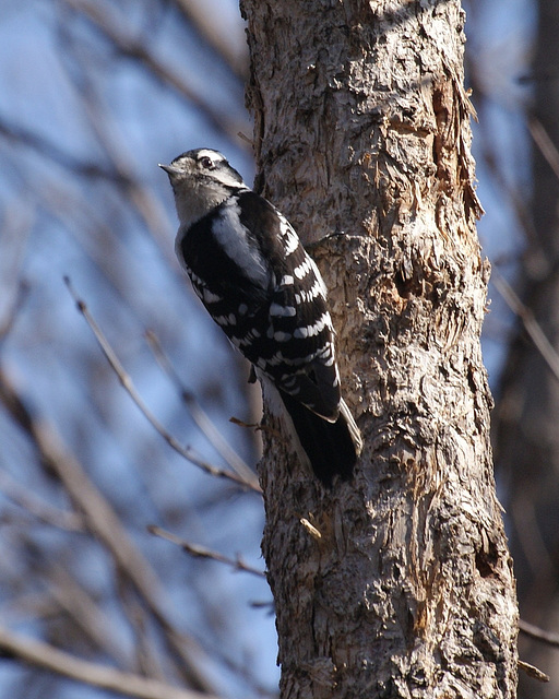 pic mineur/downy woodpecker.