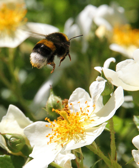 Anflug (Hummel)