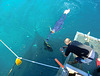 Fische streicheln am Great Barrier Reef
