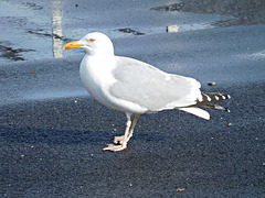 mon ami le Goéland