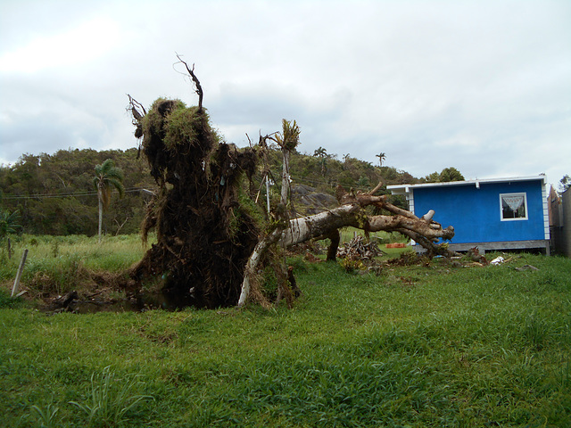 DSCN2012 - figueira no Morro das Pedras, após ciclone