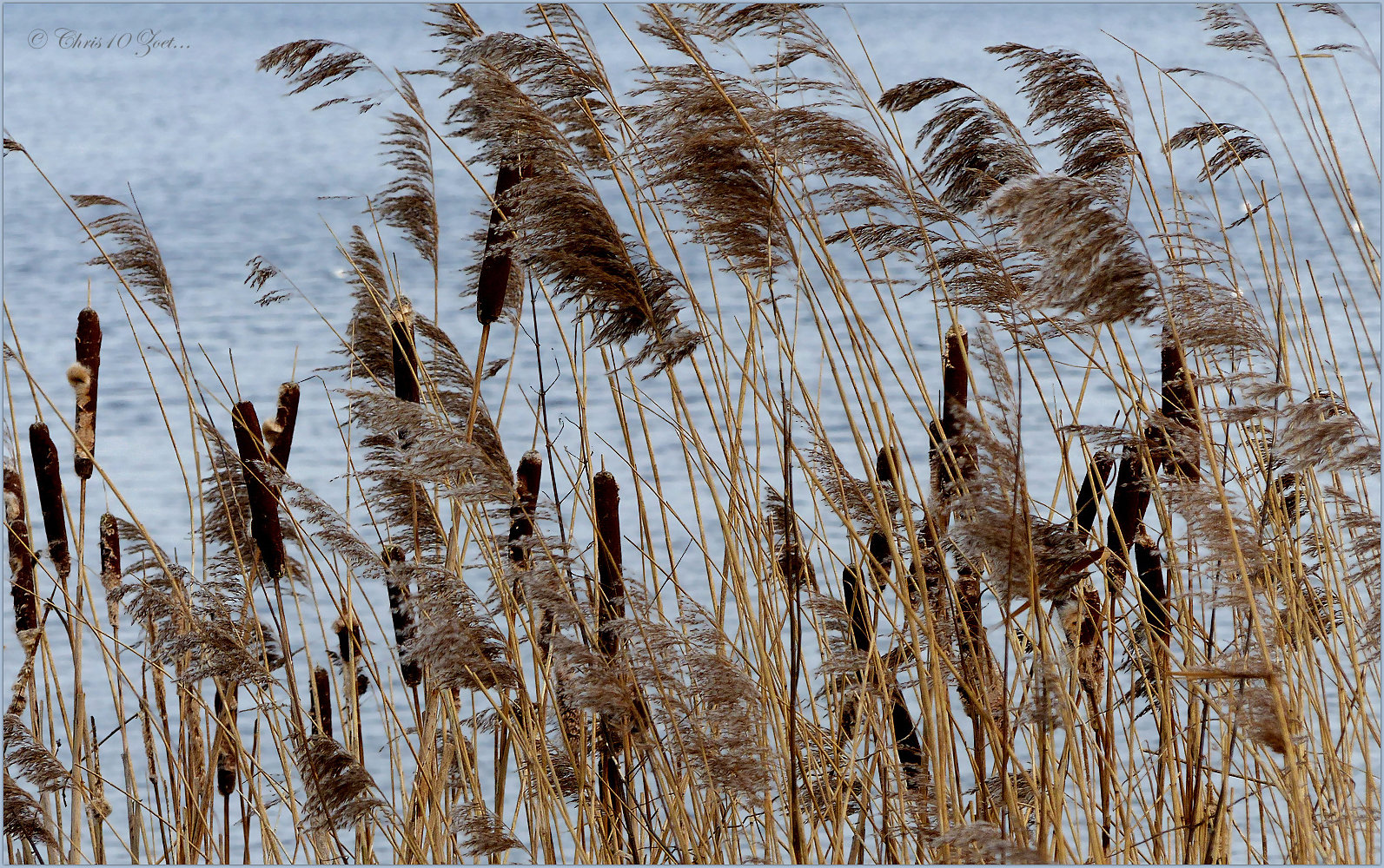 Cigars and Feathers blowing in the Wind...