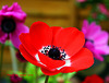 Anemone 015 - Copy