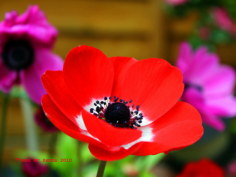 Anemone 015 - Copy