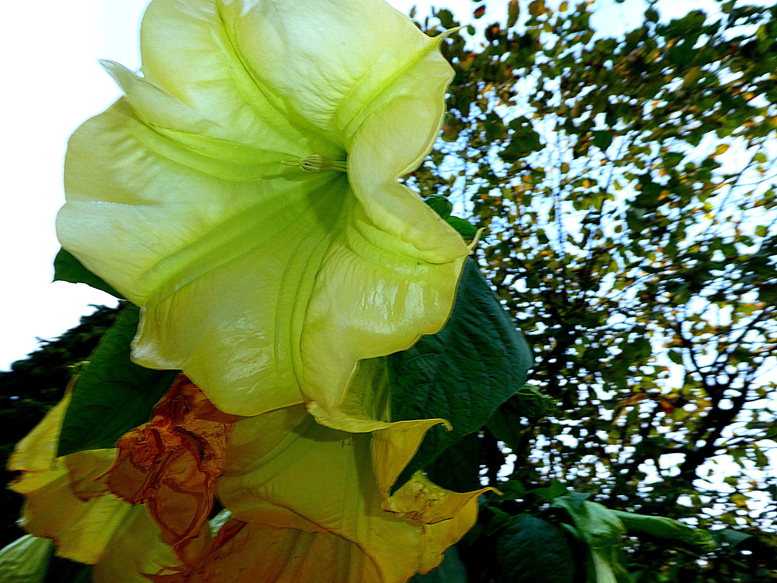 Brugmansia  Engelentrompet