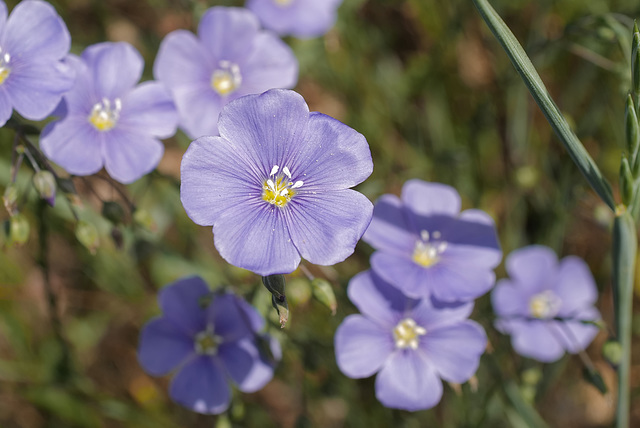 Linum perenne, Linaceae, Alpes FR