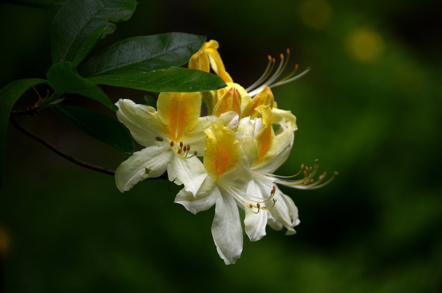 Visite de jardin fleuries 1