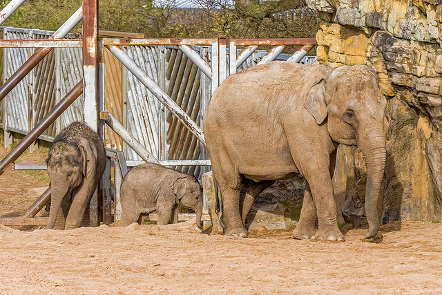 Elephant babies