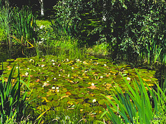 Waterlilies in bloom on the pond