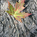 9/50 maple leaf, feuille d'érable