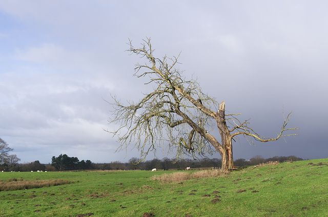 The Totentanz Tree - 2021