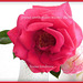 Ma rose pour toi ma chère Héléna**************