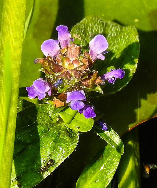 20230709 1637CPw [D~LIP] Gemeine Braunelle (Prunella vulgaris), Ameise, Bad Salzuflen