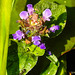 20230709 1637CPw [D~LIP] Gemeine Braunelle (Prunella vulgaris), Ameise, Bad Salzuflen