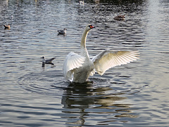 Swan