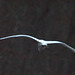 Vol planeur d'aigrette