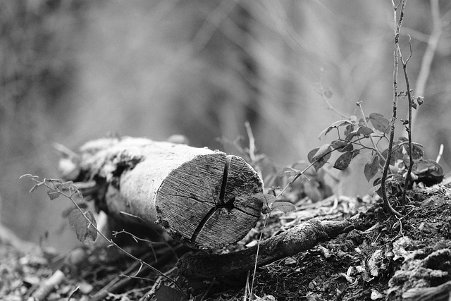 Waldspaziergang...