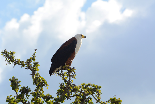 Botswana, African Fishing Eagle Surveys its Properties Botswana, African Fishing Eagle Surveys its Properties