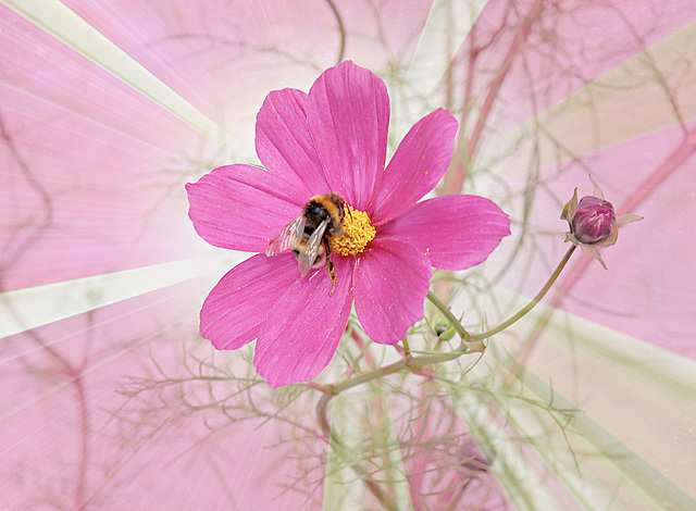 Biene im Schmuckkörbchen Biene im Schmuckkörbchen